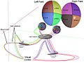 3D schematic representation of optic tracts