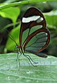 Glasswing butterfly, Greta oto.