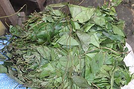 Folhas de Gnetum africanum preparadas para alimentação humana.