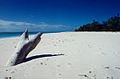 Plage de sable sur l'île Grande Glorieuse.