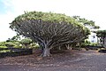 Zmajevo drvo (Dracaena draco) staro oko 500-1000 godina u Muzeju vina (Museu do Vinho do Pico), Lagido