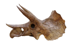 Triceratops