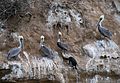 brown pelicans (Pelecanus occidentalis) and a Brandt's cormorant (Phalacrocorax penicillatus)