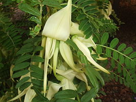 Clianthus puniceus