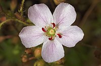 Drosera omissa × pulchella