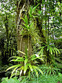 Épifit (bromeliads, naplok dina tangkal kalapa) di leuweung hujan Dominica.