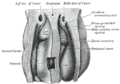 Upper part of celom of human embryo of 6.8 mm., seen from behind.