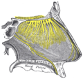 Nervis de la paret de la cavitat nasal.