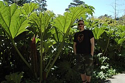 Gunnera tinctoria no Strybing Arboretum (San Francisco Botanical Garden).