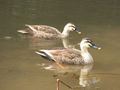 English: A pair male (front) and female (back).