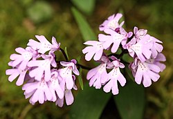 イワチドリ（栃木県）