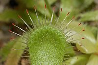 Drosera pauciflora