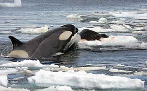Òrca (Orcinus orca)