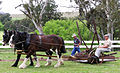 A horse drawn reaper at Woolbrook, New South Wales