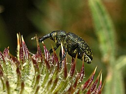 Larinus pollinis Laicharting, 1781. Південна Франція