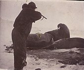Йохансен стреляет в моржа