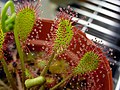 Drosera 'Ivan's Paddle'