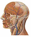 Anatomy of the human head seen from the side