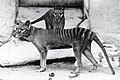 Deutsch: Beutelwölfe † Thylacinidae (cat.)