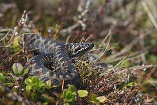 Vipera berus nel suo habitat