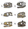 Comparativa de cráneos de abelisáuridos: 1)Indefinido 2)Rugops 3)Abelisaurus 4)Majungasaurus 5)Aucasaurus 6)Carnotauro.