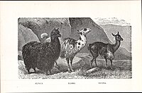 Comparació d'alpaca, llama i vicunya (1914)