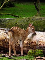 Fawn at the Wildpark Alte Fasanerie in Klein-Auheim