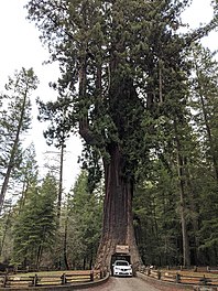 Chandelier Tree 2019