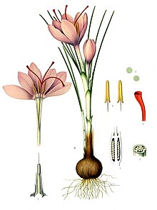 Crocus sativus - Köhler–s Medizinal-Pflanzen-194.jpg