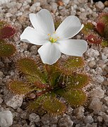 Drosera aberrans