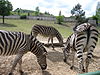 Košická zoologická záhrada