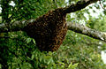 sarang lebah madu