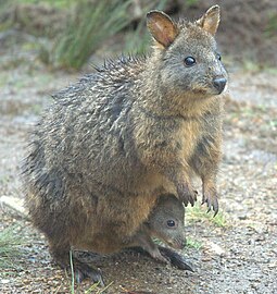 Female and her joey