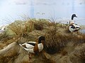 Nesting site diorama, Küstenmuseum Juist (Germany)