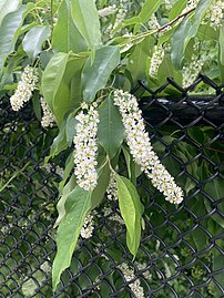 Flower clusters