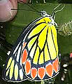 Common Jezebel, Delias eucharis.