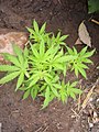 Planta de Cannabis sativa