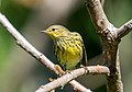 Image 52Cape May warbler in Prospect Park