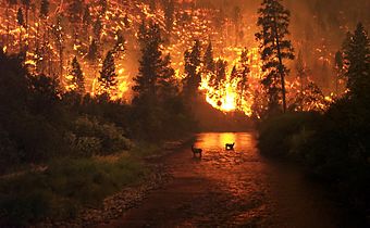 A wildfire in the Bitterroot National Forest in Montana