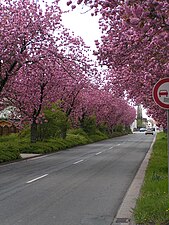 Kirschblüten auf der Aschaffenburger Straße