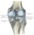 Capsula del legamento del ginocchio destro (disteso). Vista posteriore.