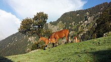 Deux chevaux roux et noirs sur une montagne.