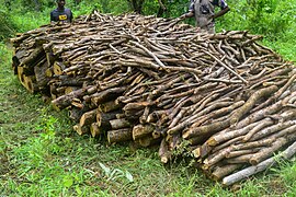 Meule pour la fabrication de charbon de bois.