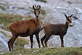 Pyrenean chamois