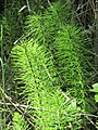Great horsetail