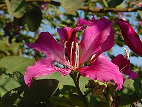 Flor de Bauhinia blakeana