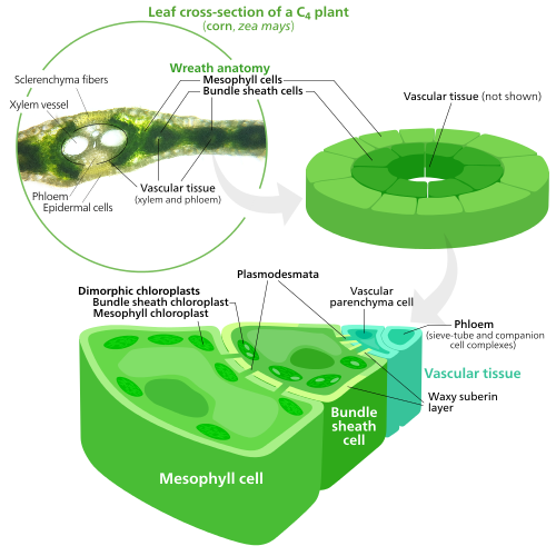 Many C4 plants have their mesophyll cells and bundle sheath cells arranged radially around their leaf veins. The two types of cells contain different types of chloroplasts specialized for a particular part of photosynthesis.