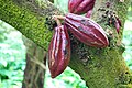 Plody kakaovníku pravého (Theobroma cacao)