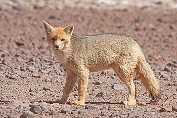 Culpeo (Andean fox)