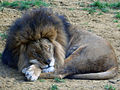 sleeping lion